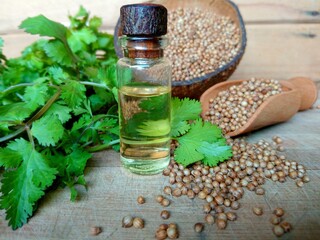 Coriander essential oil & coriander seeds heap, green cilantro leaves on wooden background. Organic dry coriander seeds oil in glass bottle for aromatherapy, good health, massage close up view