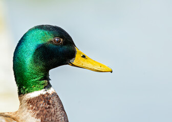 Male Mallard Duck (Anas platyrhynchos) - Commonly Found in Europe, Asia, and North America