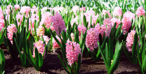 Background pink hyacinth flowering in spring field. Close-up of purple hyacinth flower meadow. Many pink hyacinth flowers in winter garden. Early spring hyacint flowers as background or greeting card.