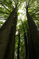 Fototapeta premium Very tall trees seen from below