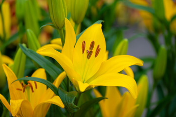 Amaryllis isolated on background. Spring and wonderful natural flowers