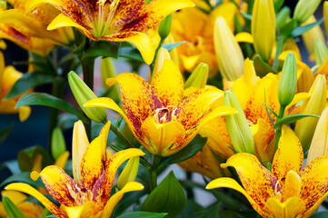 Amaryllis isolated on background. Spring and wonderful natural flowers
