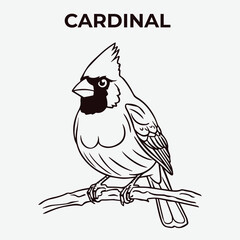 Cardinal bird Detailed Outline for Artistic Coloring. Vector Illustration