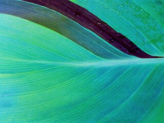 Aqua menthe color leaf macro texture background. Trendy green & blue turquoise color (aqua menthe)...