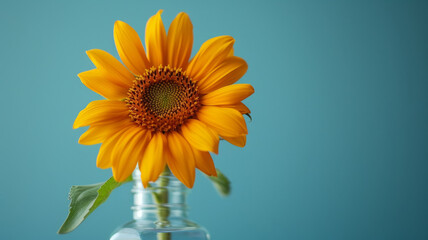 Obraz premium A single yellow sunflower in a small vase with a blue background.