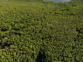 Mangrove forest named Old Point in San Andres Island. Picture with a drone with the beautiful forest below
