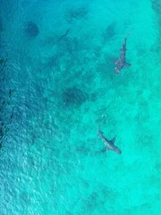 Two sharks seen from above 