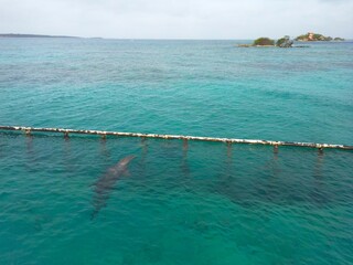Sad scene of a captive doplhin in Cartagena, Colombia