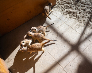 Suricate, les sentinelle du bioparc