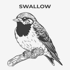 Swallow bird Detailed Outline for Artistic Coloring. Vector Illustration