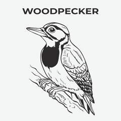 Woodpecker bird Detailed Outline for Artistic Coloring. Vector Illustration