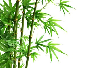 Fototapeta premium Bamboo isolated on white