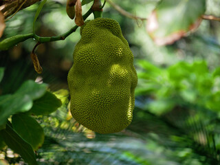 Durian Jackfruit (Artocarpus heterophyllus) close up high quality. Ripe tropical fruit growing on a...