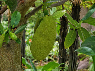 Durian Jackfruit (Artocarpus heterophyllus) close up high quality. Ripe tropical fruit growing on a...