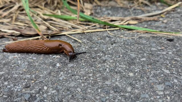 Close up on Portuguese slug (Arion lusitanicus).