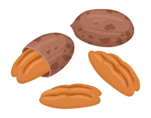 Cartoon pecans. Delicious tasty pecan snack, raw pecans in shell flat vector illustration. Crunchy pecan nuts on white