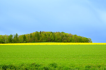 Spring landscape: A green grassy field with trees in the background against a blue sky.