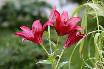 Lily or Lilium perennial herbaceous flowering plant with three large dark red fully open blooming flowers with six tepals spreading free from each other and bearing a nectary at the base