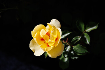 rose flower on a bush in a summer garden