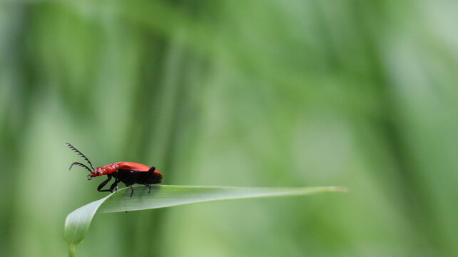Red-headed cardinal beetle