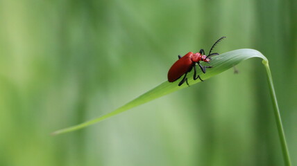 Red-headed cardinal beetle