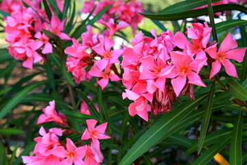 The pink oleander, best delicate flowers , Nerium oleander, bloomed in spring. Shrub, small tree,...