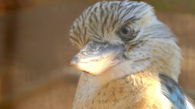 blue-winged kookaburra (Dacelo leachii)