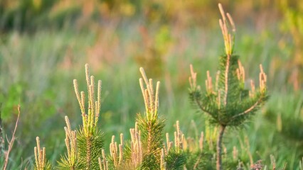 Stone pine, botanical name Pinus pinea, Italian stone, umbrella and parasol pine, is tree from pine family (Pinaceae). Tree is native to Mediterranean region, occurring in Southern Europe.