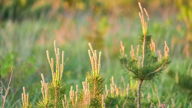 Stone pine, botanical name Pinus pinea, Italian stone, umbrella and parasol pine, is tree from pine family (Pinaceae). Tree is native to Mediterranean region, occurring in Southern Europe.