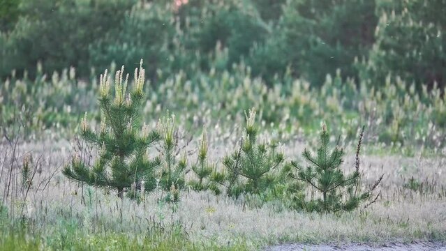 Pinus halepensis, commonly known as Aleppo pine, is pine native to Mediterranean region. Its range extends from Morocco, Algeria, Tunisia and Spain north to southern France, Malta, Italy, Croatia