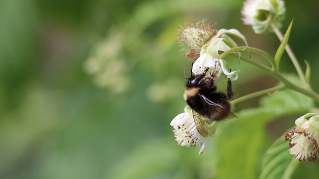 Bee in Spring
