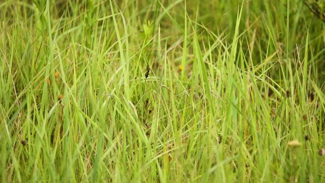 Carex nigra is perennial species of plants in family Cyperaceae native to wetlands of Europe, western Asia, northwestern Africa, and eastern North America.