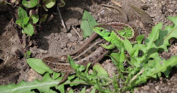 Zauneidechsen im Garten im Sommer, 4k