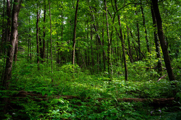 Bosque