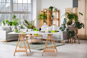 Different houseplants in living room