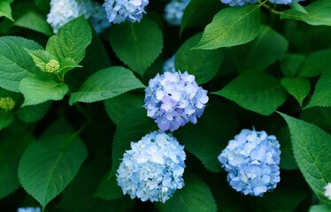 Close-up of blue hydrangea flowers in full bloom, surrounded by green leaves © Via