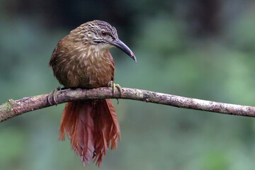 photo of White-throated Woodcreeper (Xiphocolaptes albicollis) perched isolated on a branch