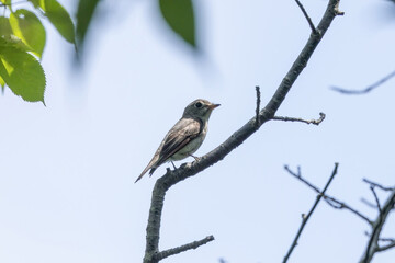 枝にとまるコサメビタキ