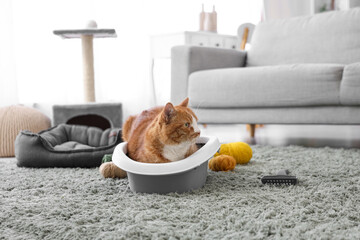 Cute cat in litter box at home