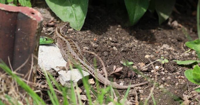 Zauneidechsen im Garten im Sommer, 4k
