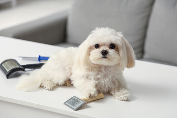 Cute Maltese dog with grooming brushes at home