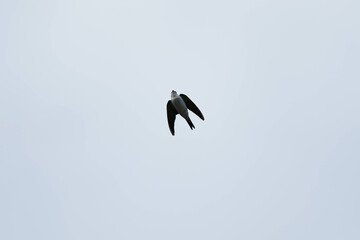 Common house martin (delichon urbicum) in flight flying over blue sky