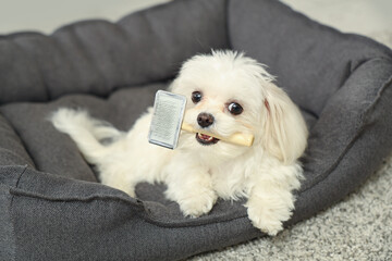 Cute Maltese dog with grooming brush on pet bed at home