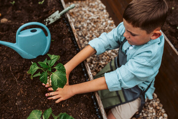 Boy taking care of small vegetable plants in raised bed with bare hands. Childhood outdoors in garden.
