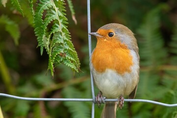 Portrait of a European robin (erithacus rubecula) perching on a wire fence