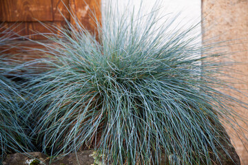 close up of a grass