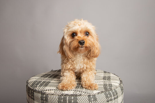 Portrait of a toy cavapoo sitting on a stool in front of a grey background