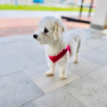 Close-up portrait of a white dog standing on a terrace