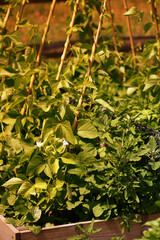 Green beans growing on canes in a garden in low sunlight. Grow your own concept.