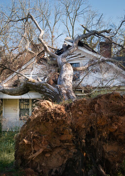 Close-up of an uprooted tree that's fallen on to the roof of a house, USA